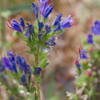 Nature en vadrouille